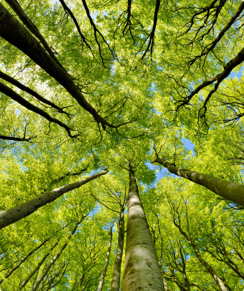 A row of tall trees with lush green foliage standing against a clear blue sky